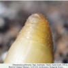 polyommatus rjabovi talysh pupa2